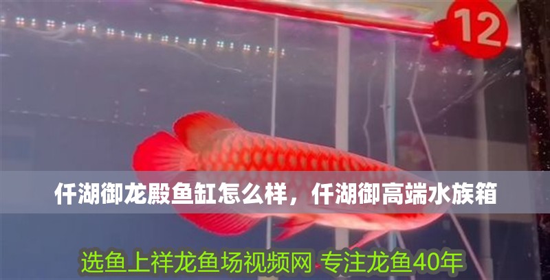 仟湖御龍殿魚缸怎么樣，仟湖御高端水族箱 仟湖御龍殿魚缸怎么樣，仟湖御高端水族箱 龍魚論壇