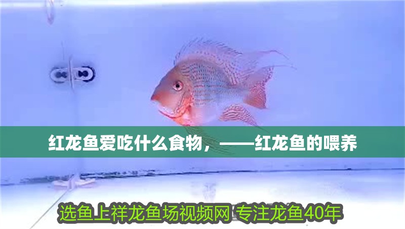 紅龍魚愛吃什么食物，——紅龍魚的喂養
