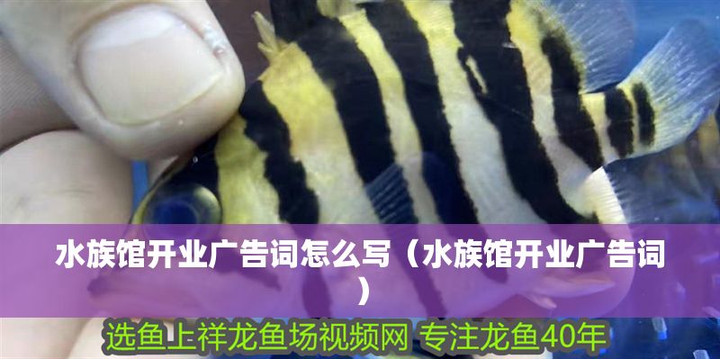 水族館開業(yè)廣告詞怎么寫（水族館開業(yè)廣告詞）