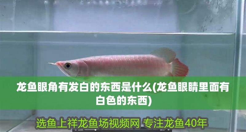 龍魚眼角有發白的東西是什么(龍魚眼睛里面有白色的東西)