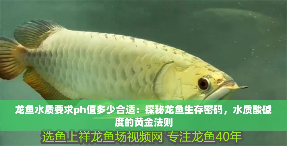 詳細閱讀:龍魚水質要求ph值多少合適:探秘龍魚生存密碼,水質酸堿度的黃金法則 龍魚水質要求ph值多少合適:探秘龍魚生存密碼,水質酸堿度的黃金法則