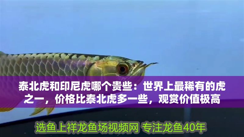 泰北虎和印尼虎哪個貴些：世界上最稀有的虎之一，價格比泰北虎多一些，觀賞價值極高