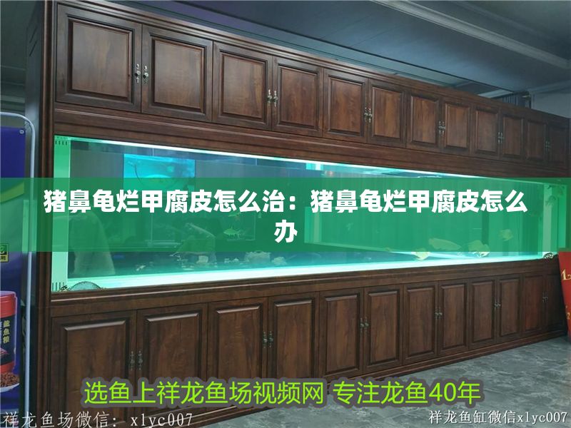 豬鼻龜爛甲腐皮怎么治：豬鼻龜爛甲腐皮怎么辦 豬鼻龜爛甲腐皮怎么治：豬鼻龜爛甲腐皮怎么辦 豬鼻龜百科 第1張