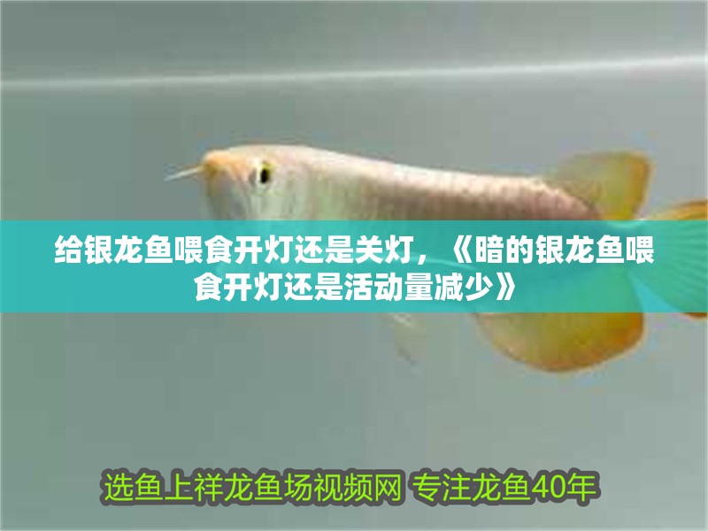 給銀龍魚喂食開燈還是關(guān)燈，《暗的銀龍魚喂食開燈還是活動量減少》