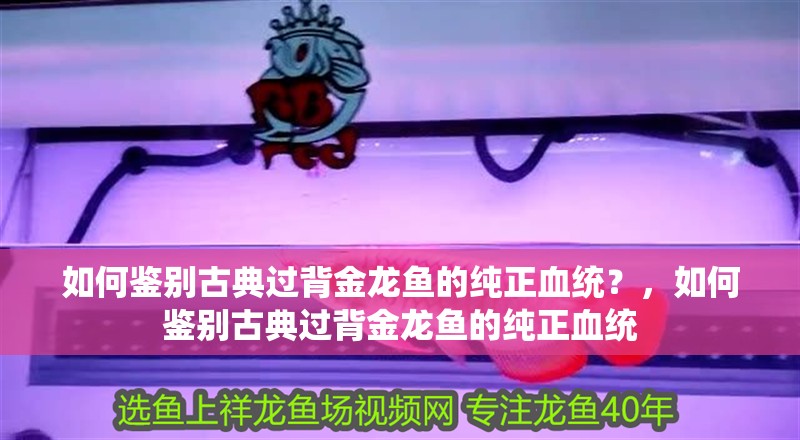 如何鑒別古典過背金龍魚的純正血統(tǒng)？，如何鑒別古典過背金龍魚的純正血統(tǒng)