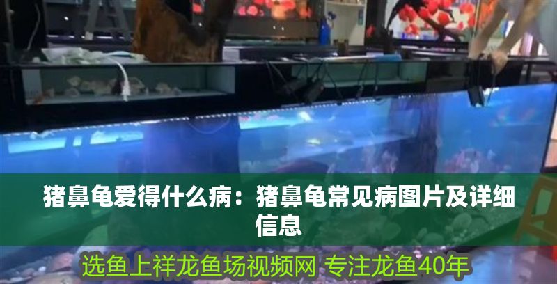 豬鼻龜愛得什么病：豬鼻龜常見病圖片及詳細(xì)信息