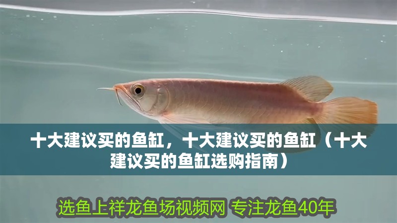 十大建議買的魚缸，十大建議買的魚缸（十大建議買的魚缸選購指南）