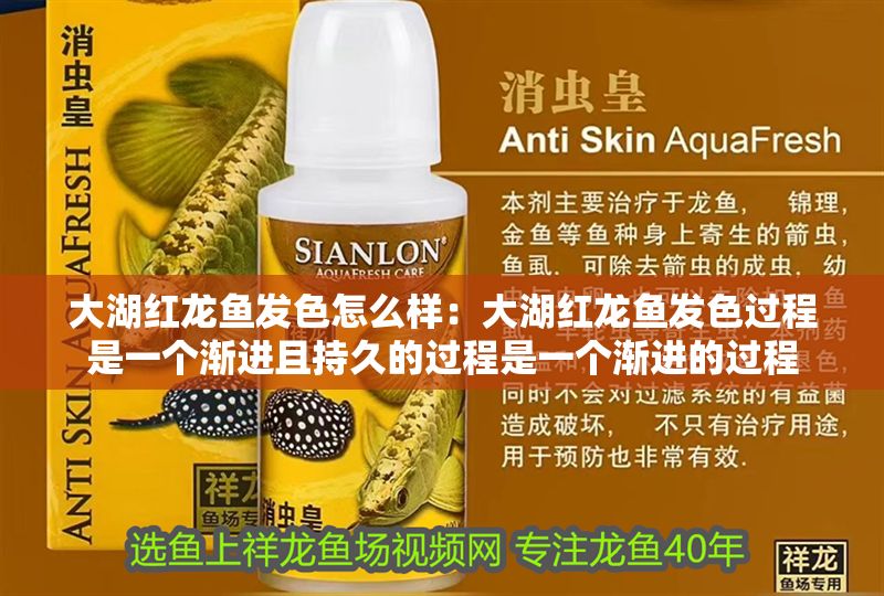 大湖紅龍魚發(fā)色怎么樣：大湖紅龍魚發(fā)色過程是一個(gè)漸進(jìn)且持久的過程是一個(gè)漸進(jìn)的過程
