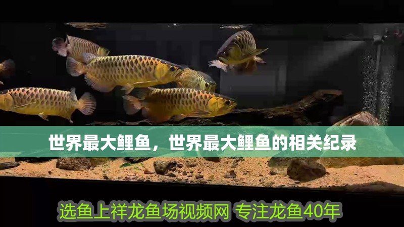 世界最大鯉魚，世界最大鯉魚的相關紀錄