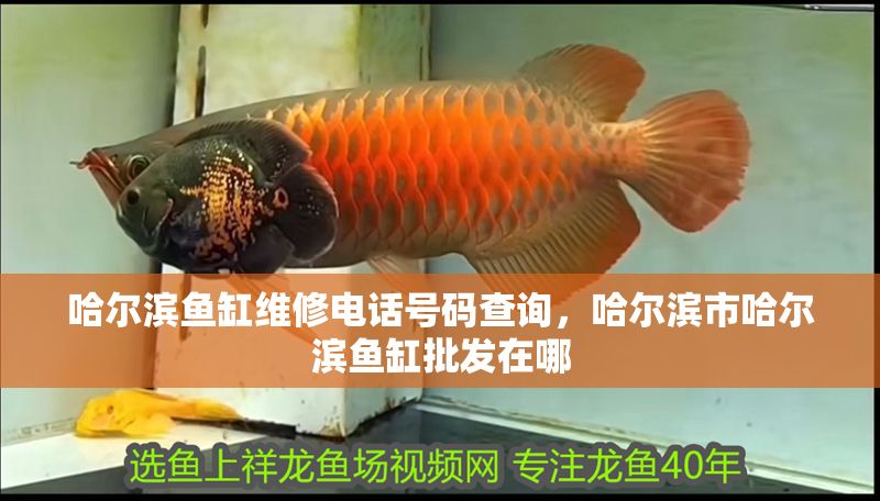 哈爾濱魚缸維修電話號碼查詢，哈爾濱市哈爾濱魚缸批發(fā)在哪 哈爾濱魚缸維修電話號碼查詢，哈爾濱市哈爾濱魚缸批發(fā)在哪 錦鯉魚百科 第1張