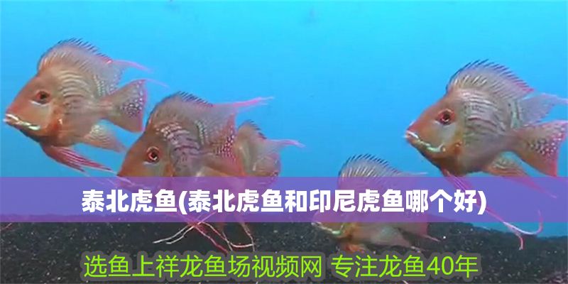 泰北虎魚(泰北虎魚和印尼虎魚哪個(gè)好)