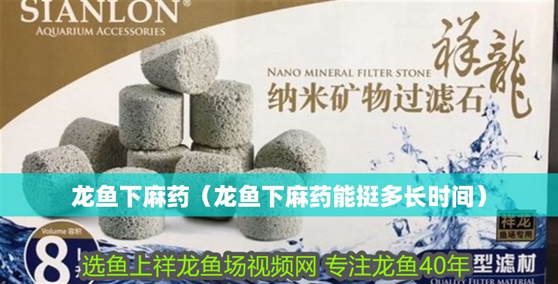 龍魚下麻藥（龍魚下麻藥能挺多長時間）