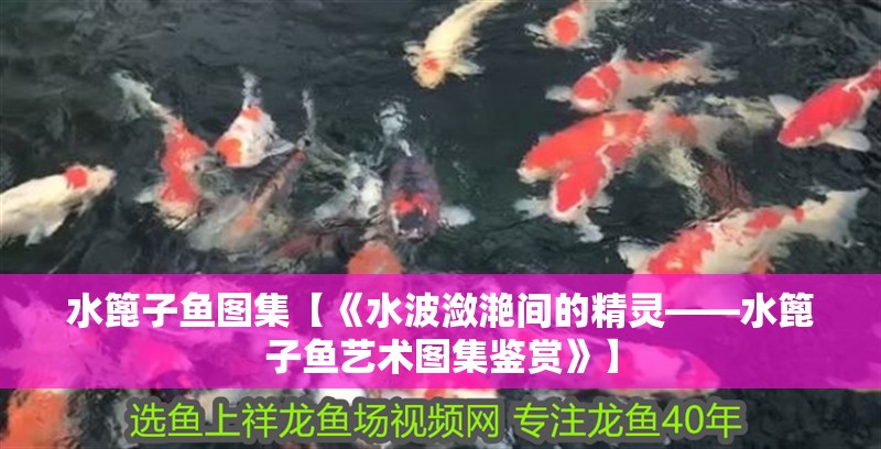水篦子魚圖集【《水波瀲滟間的精靈——水篦子魚藝術圖集鑒賞》】