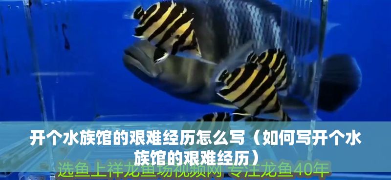 開個水族館的艱難經歷怎么寫（如何寫開個水族館的艱難經歷）