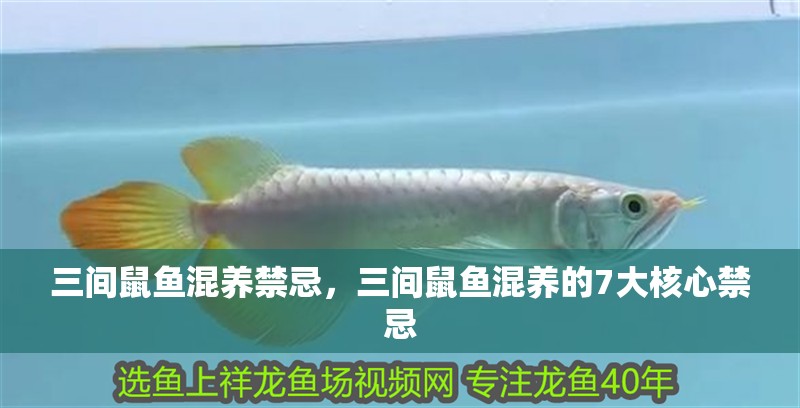 給大魚缸換水的作文:體驗給大魚缸換水的樂趣:體驗給大魚缸換水:給大魚缸換水的作文 三間鼠魚混養禁忌,三間鼠魚混養的7大核心禁忌 龍魚論壇 三間鼠魚混養禁忌,三間鼠魚混養的7大核心禁忌 三間鼠魚混養禁忌,三間鼠魚混養的7大核心禁忌 龍魚論壇