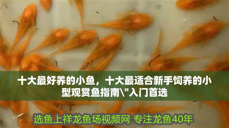 十大最好養的小魚，十大最適合新手飼養的小型觀賞魚指南\