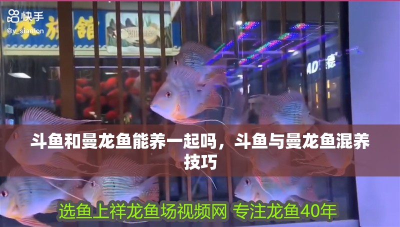 斗魚和曼龍魚能養一起嗎，斗魚與曼龍魚混養技巧 斗魚和曼龍魚能養一起嗎，斗魚與曼龍魚混養技巧 水族問答