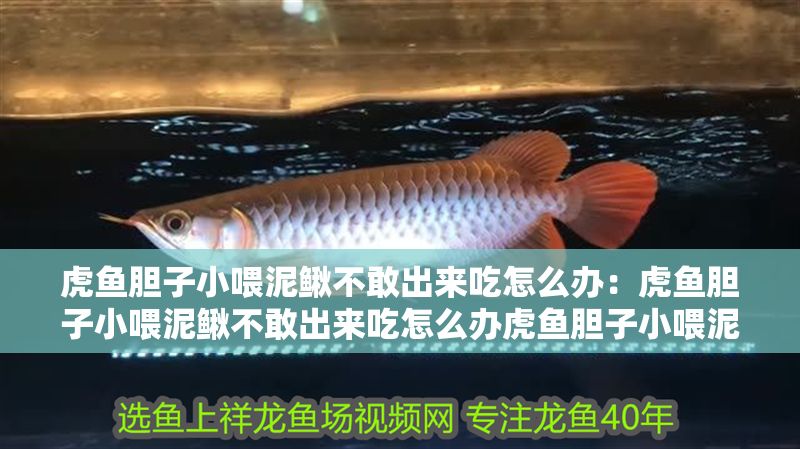 虎魚膽子小喂泥鰍不敢出來吃怎么辦：虎魚膽子小喂泥鰍不敢出來吃怎么辦虎魚膽子小喂泥鰍不敢出來吃怎么辦 虎魚膽子小喂泥鰍不敢出來吃怎么辦：虎魚膽子小喂泥鰍不敢出來吃怎么辦虎魚膽子小喂泥鰍不敢出來吃怎么辦 虎魚百科 第2張