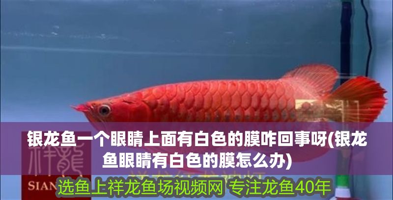 銀龍魚一個眼睛上面有白色的膜咋回事呀(銀龍魚眼睛有白色的膜怎么辦)