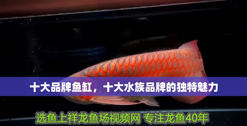 十大品牌魚缸，十大水族品牌的獨特魅力