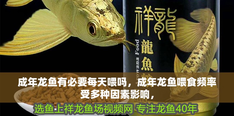 成年龍魚有必要每天喂嗎，成年龍魚喂食頻率受多種因素影響， 成年龍魚有必要每天喂嗎，成年龍魚喂食頻率受多種因素影響， 水族問答