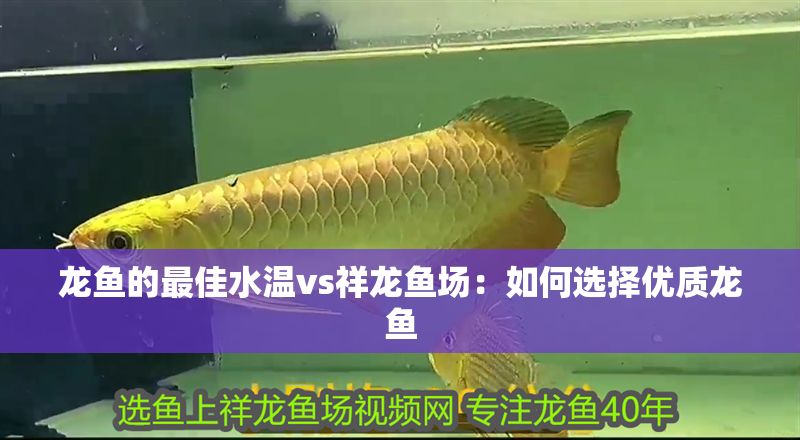 龍魚的最佳水溫vs祥龍魚場:如何選擇優質龍魚 vs祥龍魚場 第1張 龍魚的最佳水溫vs祥龍魚場:如何選擇優質龍魚 龍魚的最佳水溫vs祥龍魚場:如何選擇優質龍魚 vs祥龍魚場 第1張