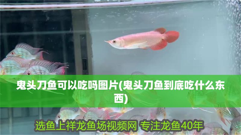 鬼頭刀魚可以吃嗎圖片(鬼頭刀魚到底吃什么東西) 鬼頭刀魚可以吃嗎圖片(鬼頭刀魚到底吃什么東西) 元寶鳳凰魚百科 第1張
