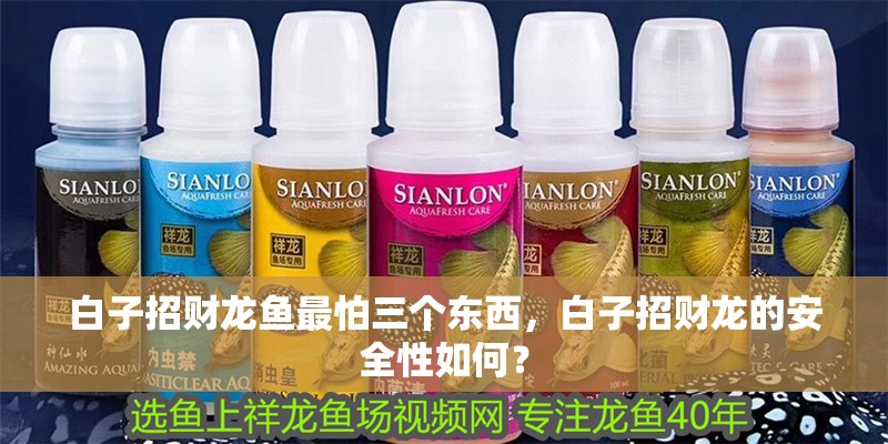 白子招財龍魚最怕三個東西，白子招財龍的安全性如何？
