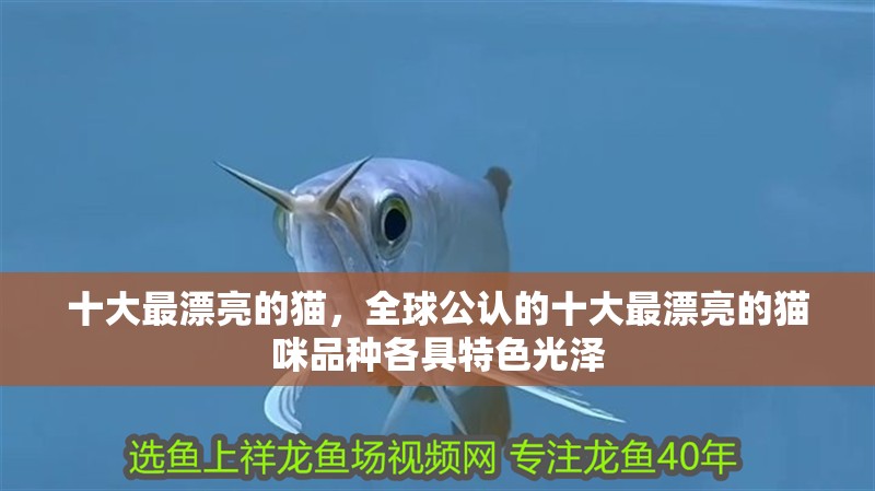 十大最漂亮的貓，全球公認的十大最漂亮的貓咪品種各具特色光澤