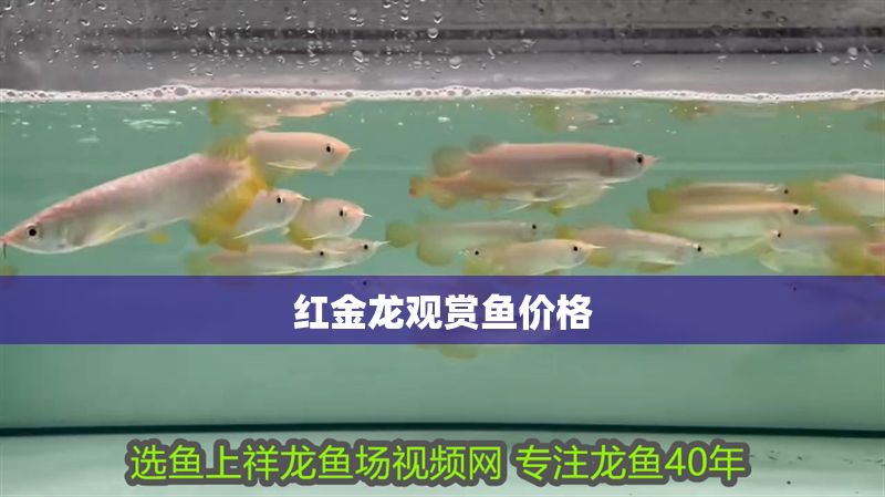 紅金龍觀賞魚價格 紅金龍觀賞魚價格 龍魚百科 第1張