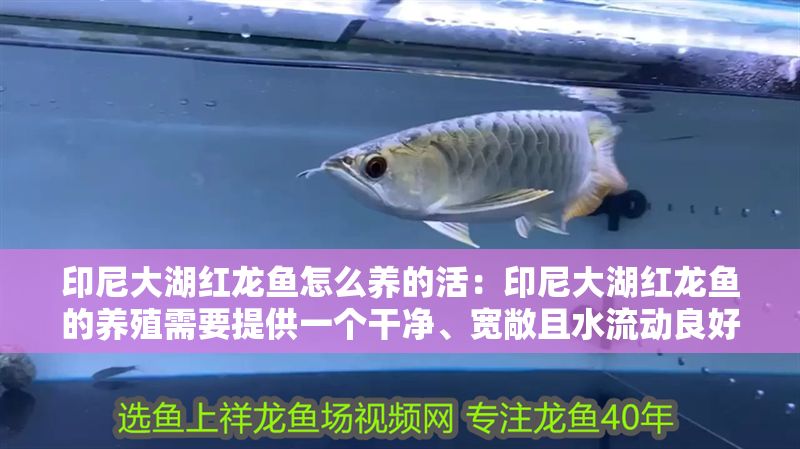 印尼大湖紅龍魚怎么養的活：印尼大湖紅龍魚的養殖需要提供一個干凈、寬敞且水流動良好環境