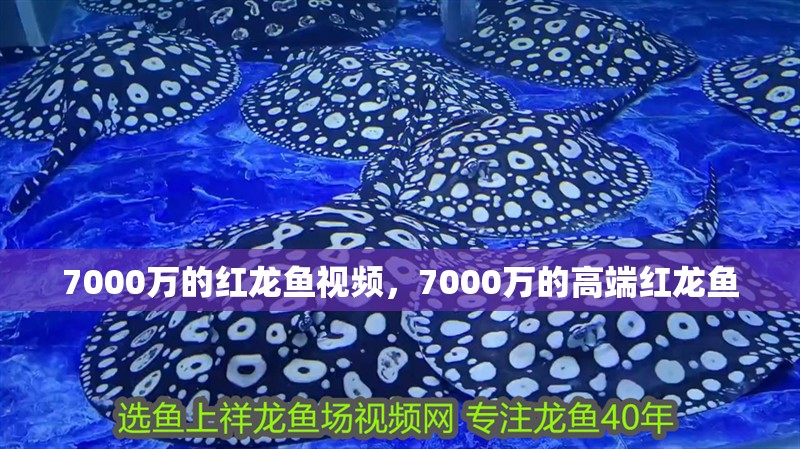 7000萬的紅龍魚視頻，7000萬的高端紅龍魚 7000萬的紅龍魚視頻，7000萬的高端紅龍魚 水族問答