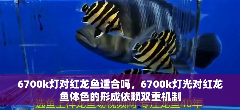 6700k燈對紅龍魚適合嗎，6700k燈光對紅龍魚體色的形成依賴雙重機制 6700k燈對紅龍魚適合嗎，6700k燈光對紅龍魚體色的形成依賴雙重機制 水族問答
