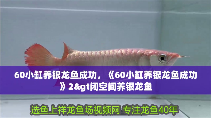 60小缸養(yǎng)銀龍魚成功，《60小缸養(yǎng)銀龍魚成功》2&gt閉空間養(yǎng)銀龍魚