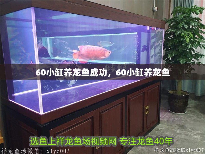 60小缸養龍魚成功，60小缸養龍魚 60小缸養龍魚成功，60小缸養龍魚 水族問答