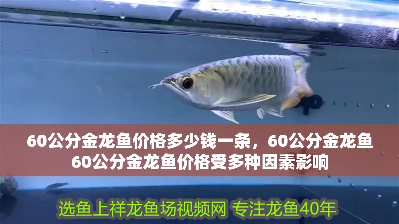 60公分金龍魚價(jià)格多少錢一條，60公分金龍魚60公分金龍魚價(jià)格受多種因素影響