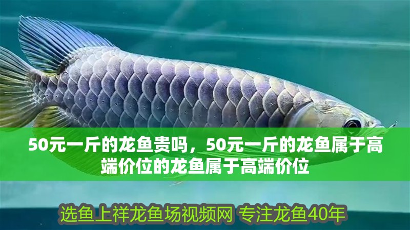 50元一斤的龍魚貴嗎，50元一斤的龍魚屬于高端價位的龍魚屬于高端價位