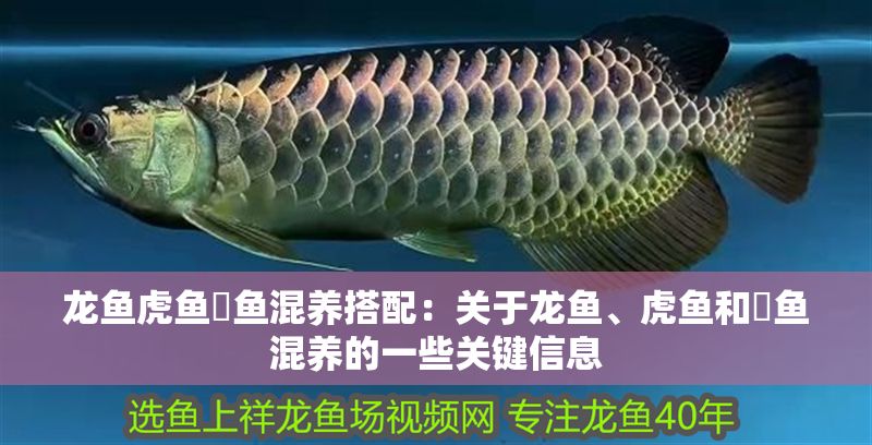 龍魚(yú)虎魚(yú)魟魚(yú)混養(yǎng)搭配：關(guān)于龍魚(yú)、虎魚(yú)和魟魚(yú)混養(yǎng)的一些關(guān)鍵信息