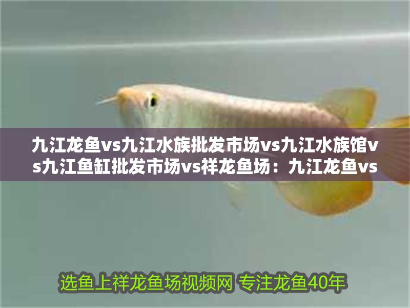 九江龍魚vs九江水族批發(fā)市場vs九江水族館vs九江魚缸批發(fā)市場vs祥龍魚場：九江龍魚vs九江水族批發(fā)市場vs祥龍魚缸批發(fā)市場vs祥龍魚場
