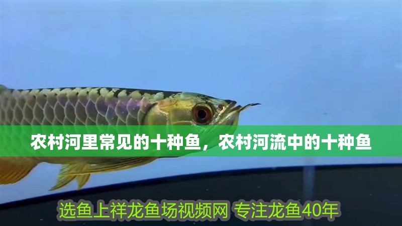 農村河里常見的十種魚，農村河流中的十種魚