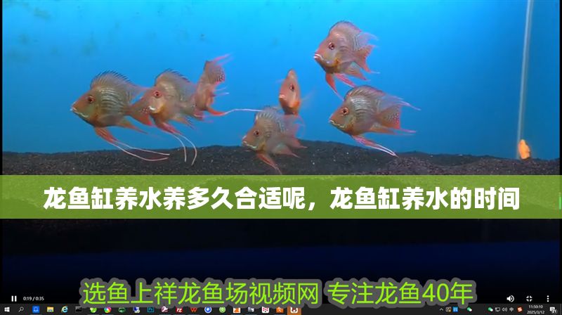 龍魚缸養(yǎng)水養(yǎng)多久合適呢，龍魚缸養(yǎng)水的時(shí)間