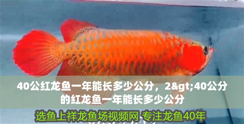 40公紅龍魚一年能長多少公分，2>40公分的紅龍魚一年能長多少公分