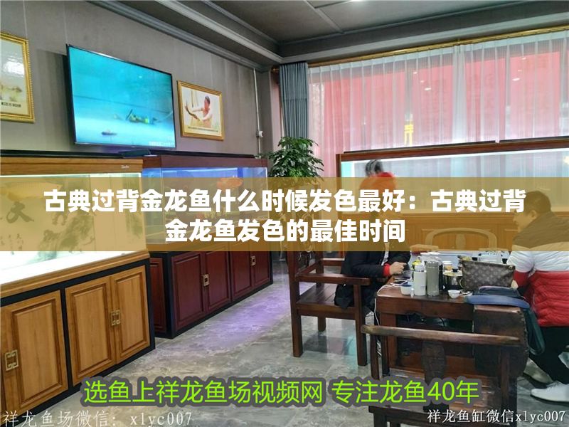 古典過背金龍魚什么時候發色最好：古典過背金龍魚發色的最佳時間 古典過背金龍魚什么時候發色最好：古典過背金龍魚發色的最佳時間 金龍魚百科 第1張