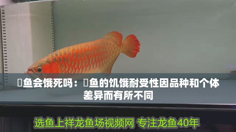 魟魚會餓死嗎：魟魚的饑餓耐受性因品種和個體差異而有所不同 魟魚會餓死嗎：魟魚的饑餓耐受性因品種和個體差異而有所不同 魟魚百科 第2張