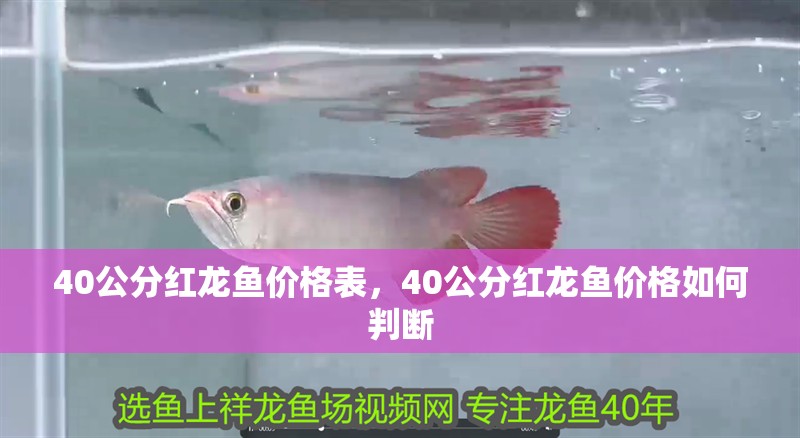 我的虎魚真菌感染了要怎么處理 40公分紅龍魚價格表,40公分紅龍魚價格如何判斷 水族問答 40公分紅龍魚價格表,40公分紅龍魚價格如何判斷 40公分紅龍魚價格表,40公分紅龍魚價格如何判斷 水族問答