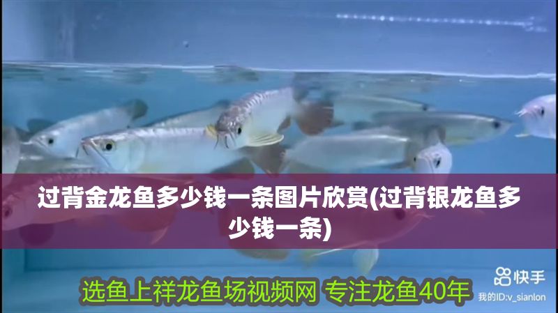 過背金龍魚多少錢一條圖片欣賞(過背銀龍魚多少錢一條)