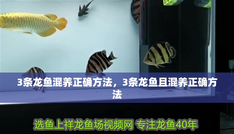 3條龍魚混養正確方法，3條龍魚且混養正確方法 3條龍魚混養正確方法，3條龍魚且混養正確方法 水族問答