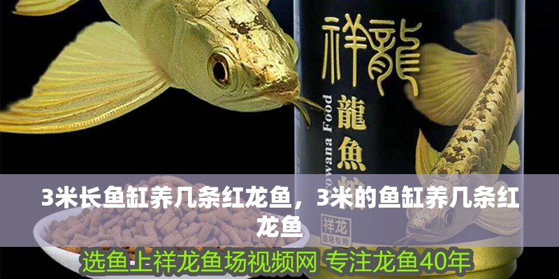 3米長魚缸養幾條紅龍魚，3米的魚缸養幾條紅龍魚