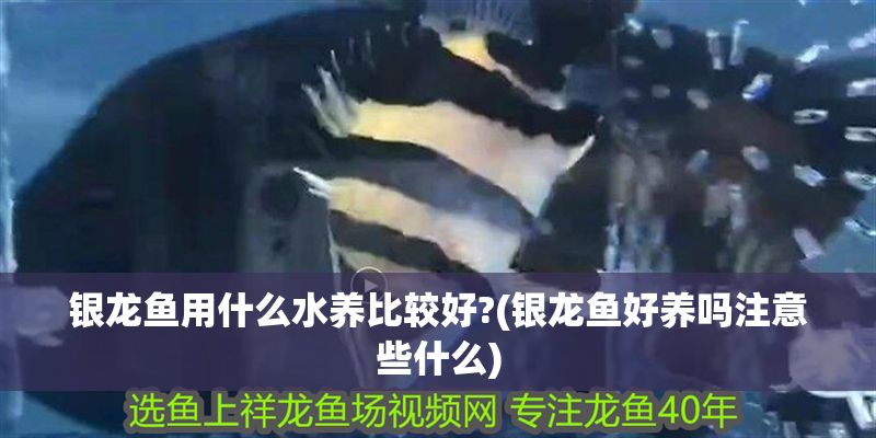 銀龍魚用什么水養(yǎng)比較好?(銀龍魚好養(yǎng)嗎注意些什么) 銀龍魚用什么水養(yǎng)比較好?(銀龍魚好養(yǎng)嗎注意些什么) 銀龍魚百科 第1張