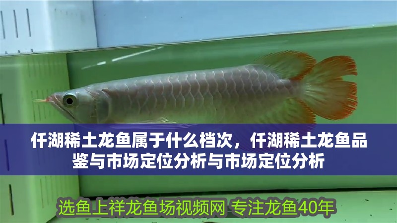 仟湖稀土龍魚屬于什么檔次，仟湖稀土龍魚品鑒與市場定位分析與市場定位分析 仟湖稀土龍魚屬于什么檔次，仟湖稀土龍魚品鑒與市場定位分析與市場定位分析 龍魚論壇